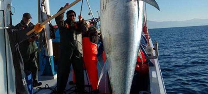 Ψαράδες από την Σκόπελο «έβγαλαν» τόνο … 185 κιλών (φωτό)